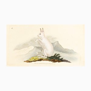 E. Donovan & FC & J. Rivington, Nature Illustration, juin 1818, Gravure sur cuivre coloriée à la main