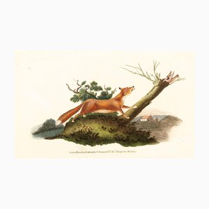 E. Donovan & FC & J. Rivington, Nature Illustration, febrero de 1820, grabado en cobre pintado a mano