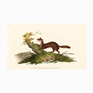 E. Donovan & FC & J. Rivington, Nature Illustration, agosto de 1820, grabado en cobre pintado a mano