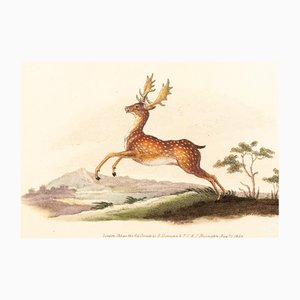 E. Donovan & FC & J. Rivington, Nature Illustration, agosto de 1820, grabado en cobre pintado a mano