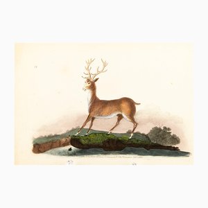E. Donovan & FC & J. Rivington, Nature Illustration, 1 de febrero de 1820, grabado en cobre pintado a mano