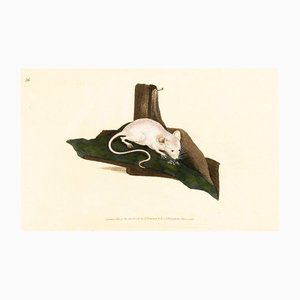 E. Donovan & F.C. & J. Rivington, Nature Illustration, June 1819, Hand-Colored Copperplate Engraving