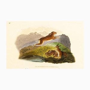 E. Donovan & FC & J. Rivington, Nature Illustration, junio de 1819, grabado en cobre pintado a mano