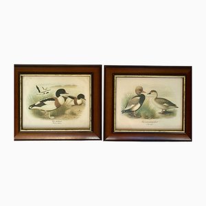 Ducks, anni '80, stampe, con cornice, set di 2