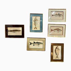 Illustrazioni di pesci, incisioni, con cornice, set di 6