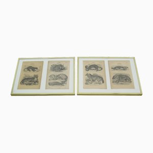 Framed Zoological Pictures, 1970s, Set of 2