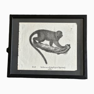 Scimmia, 1831-35, Litografia originale