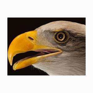 Tim Platt, Bald Eagle #3, 2013, Archival Pigment Print