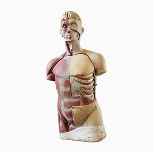 Anatomical Bust, 1960s-1970s