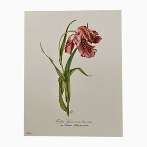 Madeleine Rollinat, Tulip, 1960er, Aquarell