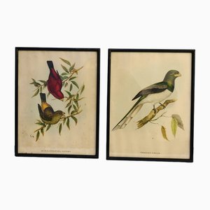 John Gould, Birds of Australia, 1800s, Lithograph, Framed