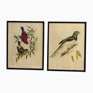 John Gould, Birds of Australia, 1800s, Lithographie, Encadré