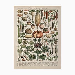 Adolphe Millot, Légumes et Plantes du Jardin, 1900, Gravure Lithographie