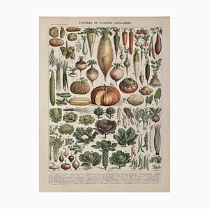 Adolphe Millot, Vegetables and Garden Plants, 1900, Lithograph Engraving
