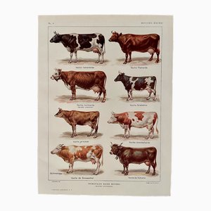 Maurice Dessertenne, Cows, 1920, Lithographic Engraving