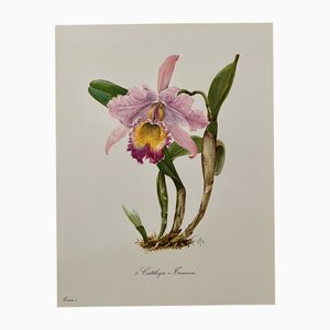 Madeleine Rollinat, Orchid (Cattleya Trianae), 1960, Acquarello