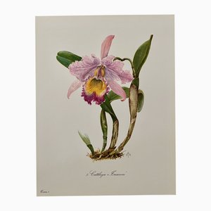 Madeleine Rollinat, Orchidee (Cattleya Trianae), 1960, Aquarell