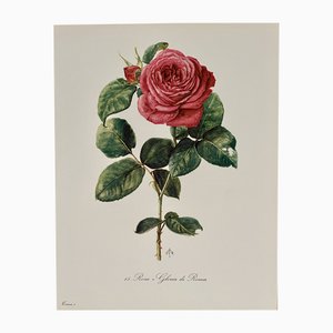 Madeleine Rollinat, Rose (Gloria di Roma), 1960, Watercolor
