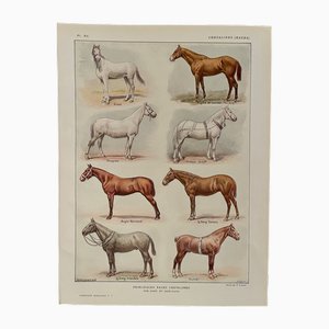 Maurice Dessertenne, Horses (Thoroughbred and Halfbred), 1920, Lithographic Engraving