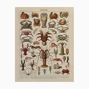 Adolphe Millot, Crustaceans, 1900, Lithographic Engraving