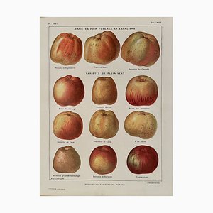 Maurice Dessertenne, Apples, 1920, Lithographic Engraving