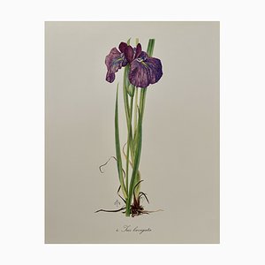 Madeleine Rollinat, Iris (Laevigata), 1960s, Watercolor