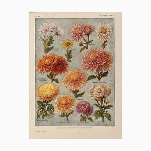 Maurice Dessertenne, Chrysanthemums, 1920, Lithographic Engraving