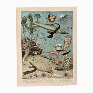 Adolphe Millot, The Ocean (Depth), 1900, incisione litografica