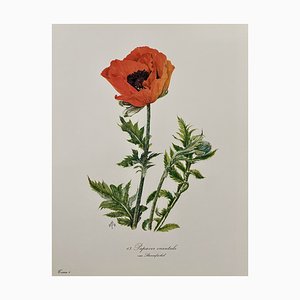 Madeleine Rollinat, Coquelicot (Papaver Orientale), 1960, Aquarelle