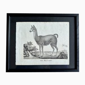 Biedermeier Artist, The Llama, 1831, Lithograph, Framed