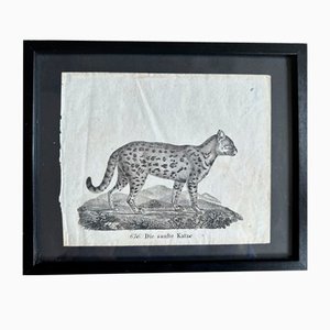 Biedermeier Artist, The Gentle Cat, 1831, Lithograph, Framed