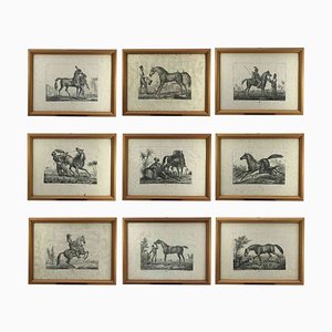 Luigi Giarré, Breeds of Horses Known in Europe, 1822, Lithographies, Encadrées, Set de 9