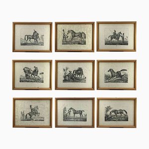 Luigi Giarré, Razze di cavalli conosciute in Europa, 1822, Litografie, Incorniciato, set di 9