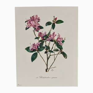 Madeleine Rollinat, Rododendro (Praecox), anni '60, Acquarello