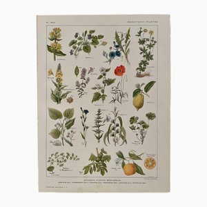 Maurice Dessertenne, Plantas medicinales, 1920, Grabado litográfico