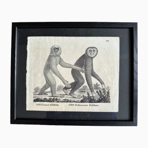 Der Gibbon-Affe, 1831, Original-Lithographie, gerahmt