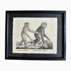 The Gibbon Monkey, 1831, Lithographie Originale, Encadrée