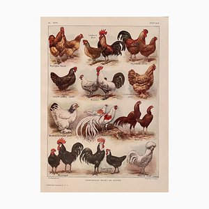 Maurice Dessertenne, Hens, 1920, Lithographic Engraving