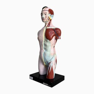 Anatomisches japanisches Modell Nakamura, 1970er