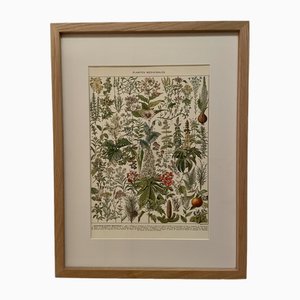 Demoulin Frères, Medicinal Plants (Mistletoe), 1930, Lithographic Engraving, Framed