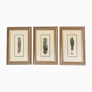 Vegetables, Lithograph Prints, 1980s, Framed, Set of 3