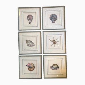 Dan Mitra, Nautical Shells, 1980s, Lithographs, Framed, Set of 6