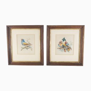 Estudios de pájaros coloridos, siglo XIX, pintura de acuarela, enmarcado. Juego de 2