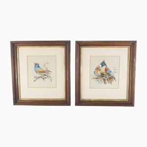 Studies of Colorful Birds, 19th Century, Watercolor Painting, Framed, Set of 2