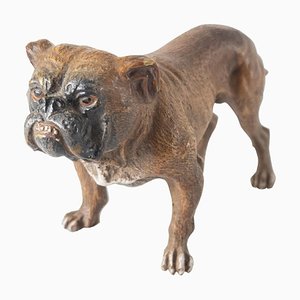 Early 20th Century Austrian Vienna Cold Painted English Bulldog