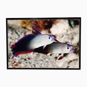 Póster fotográfico de peces tropicales de Giovanni Smorti, años 80