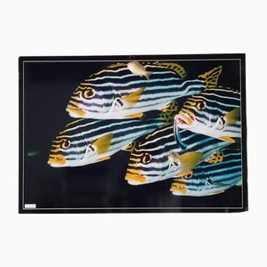 Poster fotografico con pesci tropicali di Giovanni Smorti, anni '80