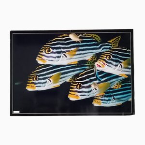 Poster Photographique Poisson Tropical par Giovanni Smorti, 1980s