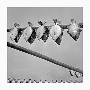 Turbots colgando para secar, Alemania, 1930, Fotografía