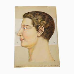 Faltbare anatomische Broschüre mit Darstellung des menschlichen Kopfes, 1890er